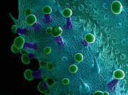 Cannabis Trichomes, SEM #5 Photograph by Ted Kinsman