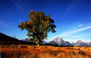 Grand Teton National Park #5 Photograph by Mark Smith