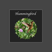 Hummingbird #6 Photograph by Holden The Moment