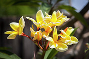 Plumeria Frangipani Hawaiian Flower #5 Photograph by Rich Franco Plumeria Frangipani Hawaiian Flower #5 Photograph by Rich Franco