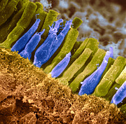 Rods And Cones In Retina #5 Photograph by Omikron