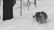The Wonder Dog #5 Photograph by Brad Nellis
