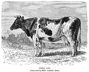 CATTLE, 19th CENTURY #6 Photograph by Granger