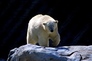 Assiniboine Zoo Winnipeg Manitoba Canada #8 Photograph by Paul James Bannerman