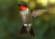 Ruby-Throated Hummingbird #8 Photograph by Robert L Jackson Ruby-Throated Hummingbird #8 Photograph by Robert L Jackson