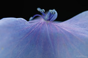 Hydrangea Petal Photograph by Anne Geddes