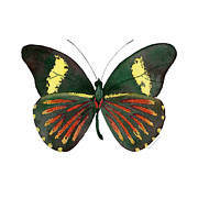 86 Archonias Butterfly Painting by Amy Kirkpatrick 86 Archonias Butterfly Painting by Amy Kirkpatrick