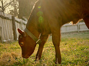 A Baby Devon Cow Photograph by Rachel Morrison