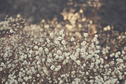 A bed of flowers Photograph by Cindy Grundsten