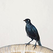 A Carib Grackle (quiscalus Lugubris) On Photograph by John Edwards