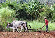 A Cuban Tractor Photograph by Marla Craven