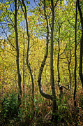 A Day In The Woods Photograph by Scott Read