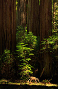 A Deer In The Redwoods Photograph by James Eddy A Deer In The Redwoods Photograph by James Eddy