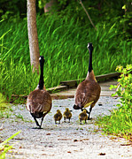A Family Stroll Photograph by Ed Peterson A Family Stroll Photograph by Ed Peterson