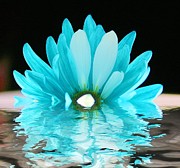 A Float Photograph by Julie Lueders A Float Photograph by Julie Lueders