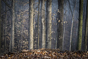 A Foggy Morning Photograph by Andrea Silies