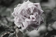A French Manicure Almost Black and White Pale Pink Rose Photograph Photograph by Colleen Cornelius