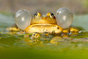 A Frog's Life Photograph by Roeselien Raimond