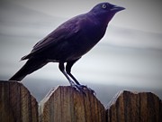 A Gallant Bird Photograph by Jan Gelders