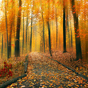 A Golden Passage Photograph by Jessica Jenney