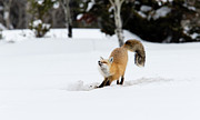 A good Stretch Photograph by Ronnie And Frances Howard