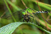 A Green Dragon's Breakfast Photograph by Artful Imagery