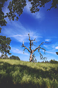 A Life Well Lived Photograph by Laurie Search