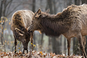 A Mother's Love Photograph by Andrea Silies