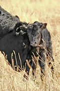 A Mother's Love Black Cow and Calf Photograph by Jennie Marie Schell
