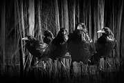 A Murder of Crows among the Forest Trees Photograph by Randall Nyhof A Murder of Crows among the Forest Trees Photograph by Randall Nyhof