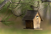A New Occupant Photograph by Loni Collins