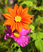 A Pair Of Flowers 2017 Photograph by Thomas Young