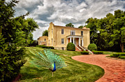 A Peacock At Beallair Photograph by Lois Bryan
