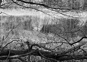 A Place Of Their Own Photograph by Kathi Mirto
