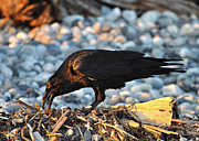 A Raven in the Sun Photograph by Carl Olsen