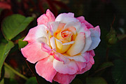 A Rose For You Photograph by DB Hayes