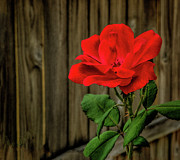 A Simple Beauty Photograph by Dave Bosse