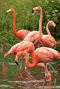 A small Group of Flamingos Photograph by Jeff Townsend