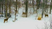 A Small Herd Photograph by Brad Nellis