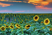 A Summer Softness In Colorado Photograph by John De Bord