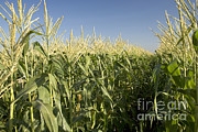 A Sweet Corn Field Photograph by Inga Spence A Sweet Corn Field Photograph by Inga Spence
