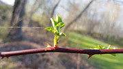 A Thread and a Thorn Photograph by Dani McEvoy A Thread and a Thorn Photograph by Dani McEvoy