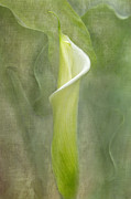A Time for Peace Photograph by Marilyn Cornwell
