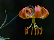A Turks Cap Lily Lilium Martagon Photograph by Ken Barrett