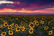 A Vivid Colorado Sunflower Sunset Photograph by John De Bord