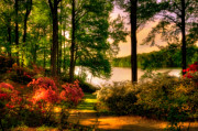 A Walk In The Park Photograph by Lois Bryan