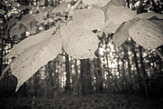 A Walk in The Woods Photograph by Ana V Ramirez