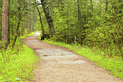 A Walk in the Woods Photograph by Nancy Dunivin