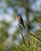 A Western Bluebird Photograph by Ben Upham III A Western Bluebird Photograph by Ben Upham III