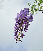 A Wisp of Wisteria Photograph by Jan Gelders